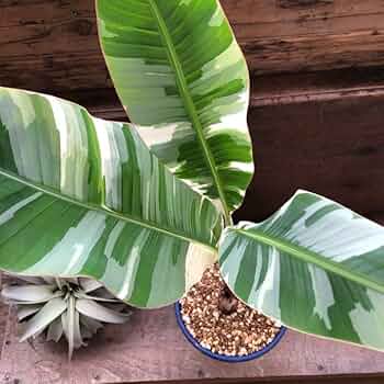 斑入りバナナ】アエアエバナナ Musa AeAe ムサ アエアエ